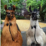 The potallama group