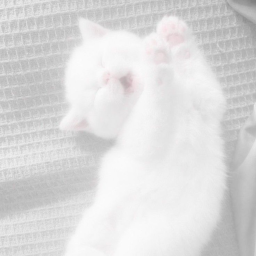 ၄၃