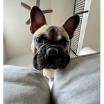 Frenchbulldog fans