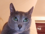 Miezekatzen