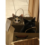 Cuckoo cats
