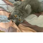 Cat owner group