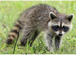 Raccoons untied