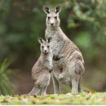 Kangaroo pack