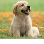 Puppycorn!!