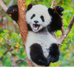 da panda club