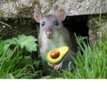 Ratty!