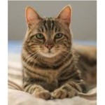 ~ Cat lu-vers chat ~