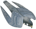 Screaching Falcons, Air Division