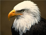 Eagle Fans