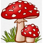 Mushroomers United