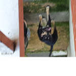SharkzRulez