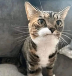 szn's cat shirts