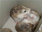 Hamster Pwnage