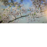 CherryBlossom Fan Group