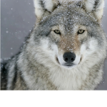 the secrets of the wolf
