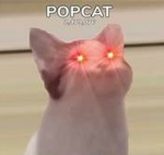 the Popcat clan