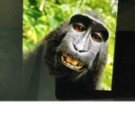 MONKE FOREVA :)