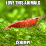the shimp