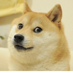 Doges Fan Club Group