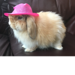 The Amazing Bunnies Group