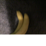 Da banana bros