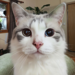 Secret Meow