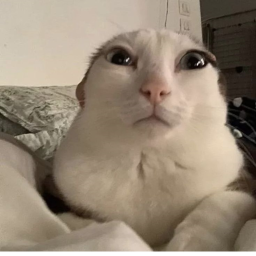 😻