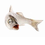 i lik fiesh