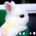 my little bunnies <3