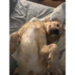 baby dog but cute