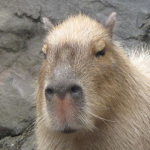 Capybaras group