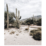 ~ Cactus gang ~