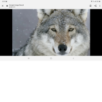 Wolf pack 143