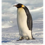 penguins land