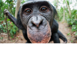 Jane Goodall Group