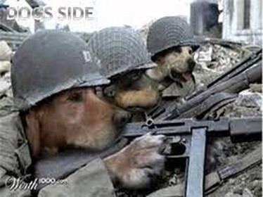 Doges and cats Angout (BETA)