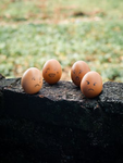 egg bludz