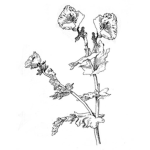 Colorless Plant Studio