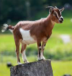 GREATGOATS
