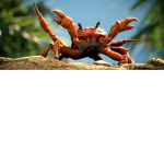 CrabGamers