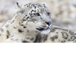 i love snow leopards≉