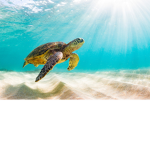 Turtles In The Ocean