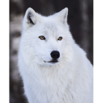 D WOLG GANG