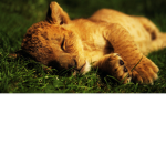 Animal Spirit