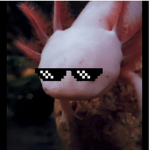 The battle axolotls
