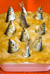 The Tropical Fish ~ Become an Awesome Fish Today!!
