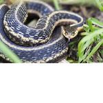 Snake Nation!