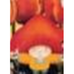 SPQR | The Cult of Yok Yok