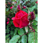 Flower Cup